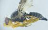 Sphenella marginata